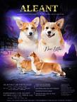 Pembroke Welsh Corgi (DM, vWd, PRA, Fluffy - CLEAR) - Welsh Corgi Pembroke (039)