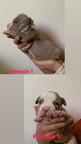 American bully pocket - American Bulldog