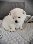 Pomeranian FCI - Pomeranian Pomeranian FCI - Pomeranian