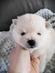 Pomeranian FCI - Pomeranian Pomeranian FCI - Pomeranian