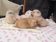Pomeranian FCI - Pomeranian Pomeranian FCI - Pomeranian