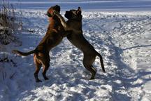 Formentino pupies Cane Corso with FCI pedigree - Italian Corso Dog (343) Formentino pupies Cane Corso with FCI pedigree - Italian Corso Dog (343)
