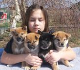 Shiba male puppies for sale  - Shiba Inu (257)