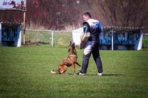 Malinois puppy - Belgian Shepherd Dog (015)