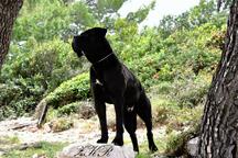 Cane Corso puppies black, brindle and blue - Italian Corso Dog (343) Cane Corso puppies black, brindle and blue - Italian Corso Dog (343)