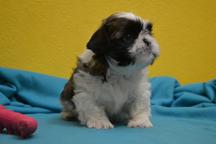 Shih-tzu with pedigree - Shih Tzu (208)