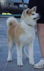 Japanese AKita puppy for sale - Akita (255)