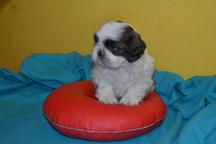 Shih-tzu with pedigree - Shih Tzu (208)