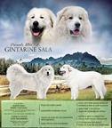 Pyrenean mountain dog puppies - Pyrenean Mountain Dog (137)