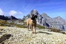 Formentino pupies Cane Corso with FCI pedigree - Italian Corso Dog (343) Formentino pupies Cane Corso with FCI pedigree - Italian Corso Dog (343)