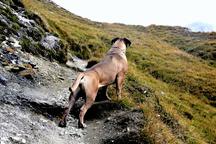 Formentino pupies Cane Corso with FCI pedigree - Italian Corso Dog (343) Formentino pupies Cane Corso with FCI pedigree - Italian Corso Dog (343)