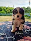 Australian Shepherd - Australian Shepherd (342)