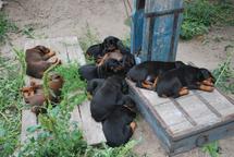 Big Central asian shepherd dog - Central Asian Shepherd Dog (335) Big Central asian shepherd dog - Central Asian Shepherd Dog (335)