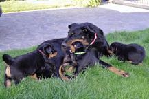 Puppies - Beauceron - Beauceron (044)