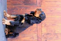 Gordonsetter puppies male available! - Gordon Setter (006)