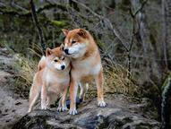 Shiba inu puppy - Shiba Inu (257)