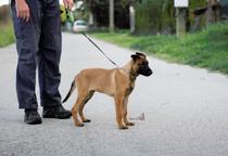 Malinois puppy - Belgian Shepherd Dog (015)