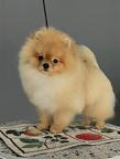 Pomeranian Puppies - Pomeranian