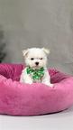 Maltese Puppies - Maltese (065)