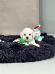 Bichon Frise puppies - Bichon Frisé (215)