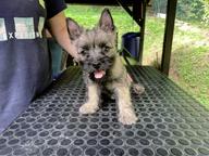 Cairn terier - Cairn Terrier (004)