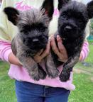 Cairn terier - Cairn Terrier (004)