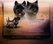 Cairn terier - Cairn Terrier (004)