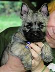 Cairn terier - Cairn Terrier (004)