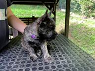 Cairn terier - Cairn Terrier (004)