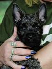 Cairn terier - Cairn Terrier (004)