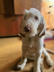 Italian Spinone puppies - Italian Wire-Haired Pointing Dog - Spinone (165)