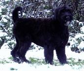 Black Russian Terrier Puppies - Russian Black Terrier (327)