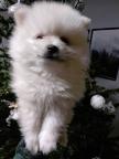 Pomeranian FCI pedigree cream - Pomeranian Pomeranian FCI pedigree cream - Pomeranian