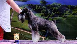 Miniature schnauzer - Miniature Schnauzer (183)