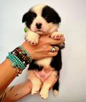 Welsh Corgi Сardigan puppies - Cornatello Kennel - Welsh Corgi Cardigan (038)