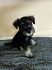 Miniature schnauzer - Miniature Schnauzer (183)