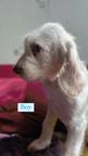 Italian Spinone puppies - Italian Wire-Haired Pointing Dog - Spinone (165)