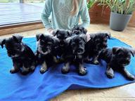 Miniature schnauzer - Miniature Schnauzer (183)
