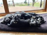Miniature schnauzer - Miniature Schnauzer (183)