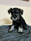 Miniature schnauzer - Miniature Schnauzer (183)