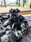 Miniature schnauzer - Miniature Schnauzer (183)