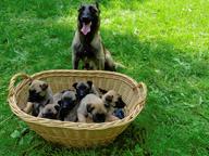 Puppies for sale - Belgian Shepherd Dog (015)