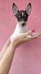 Toy Fox Terriers - PP FCI registered - Fox Terrier Smooth (012)
