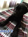 Cane Corso - Italian Corso Dog (343)