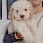 Lagotto Romagnolo puppies pedigree FCI - Romagna Water Dog (298)