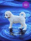 White Standard Poodle from champion parents - Poodle (172)