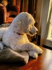 White Standard Poodle from champion parents - Poodle (172)