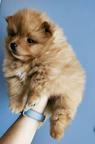 Pomeranian FCI pedigree spitz miniature - Pomeranian