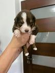 Australian Shepherd puppies - Australian Shepherd (342)