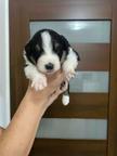 Australian Shepherd puppies - Australian Shepherd (342)